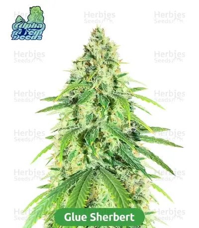 High-THC Bundle #3