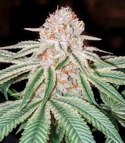 Kong's Krush Seeds