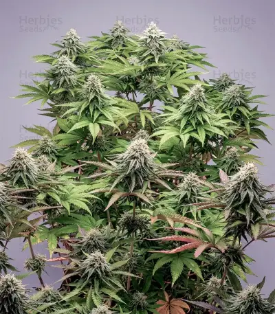 Kong's Krush Seeds