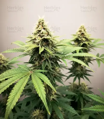 Mango feminized seeds (Blimburn Seeds)
