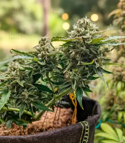 Mi 6 Auto Seeds