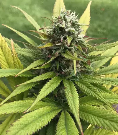 Pineapple Chunk feminized seeds