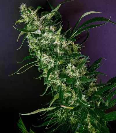 Purple Punch Seeds (Barney's Farm)