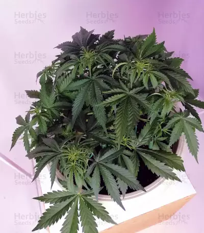 THC Bomb Auto (Bomb Seeds)