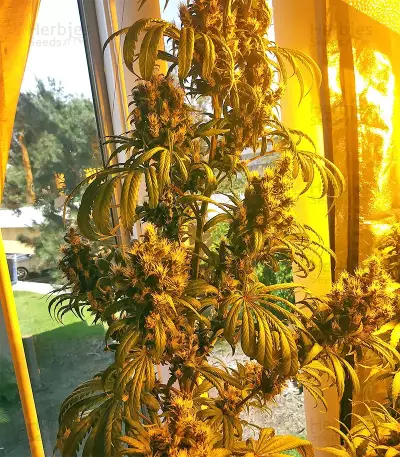 Tikal Seeds - Cannabis Strain Seeds for Sale