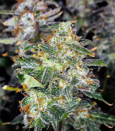 Semi femminizzati Trans Siberian Auto