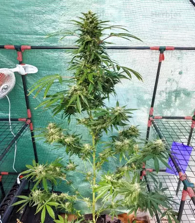 Tropicanna Poison F1 Fast Version Feminized Seeds (Sweet Seeds)