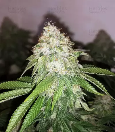 White OG feminized seeds