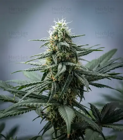 White Panther (White Snurf) feminized seeds