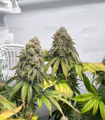 The White Fire OG Feminized Seeds (Seedkeepers)