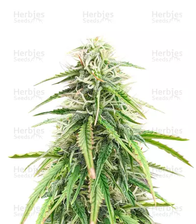 Trainwreck Fast Version Feminized Seeds (Herbies Seeds USA)