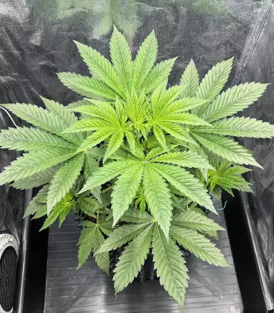 Tropicana Cookies Fast Flowering feminisierte Samen (Fast Buds)