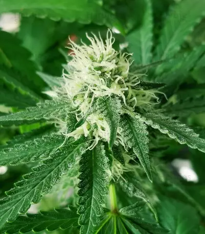 Violet Kush Auto feminized seeds