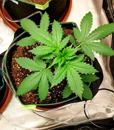 White Widow Autoflower (Herbies Seeds)