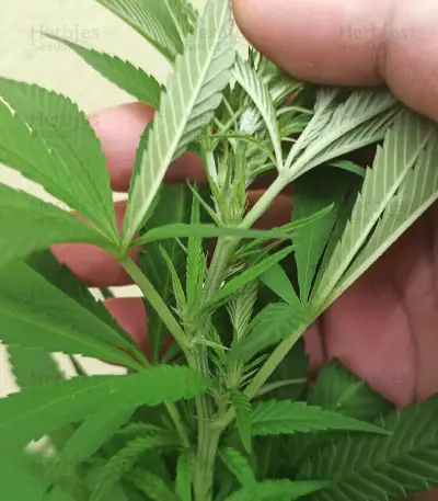 Tatanka Pure CBD feminized seeds (Royal Queen Seeds)