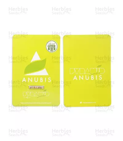 Anubis (Pyramid Seeds)