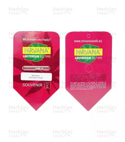 Blackberry feminized seeds
