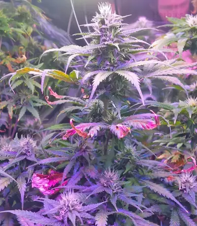 Semi di Tangerine Dream Auto fem