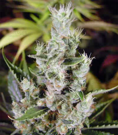 Graines de cannabis Amnesia Haze (Soma Seeds)