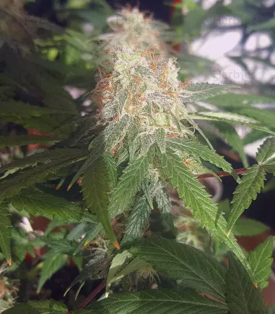 Semillas feminizadas Auto Blueberry