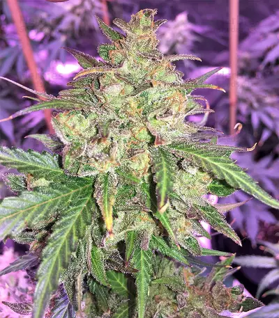 Auto Gorilla OG Seeds