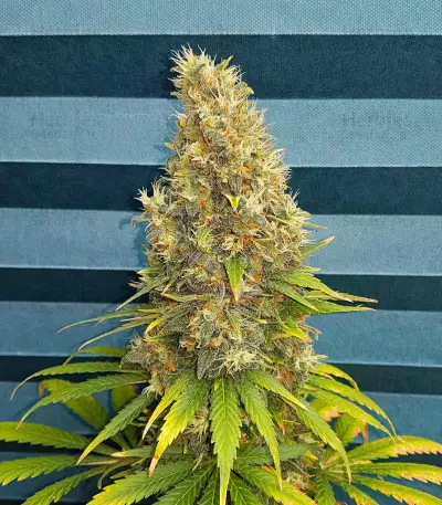Black Jack Seeds