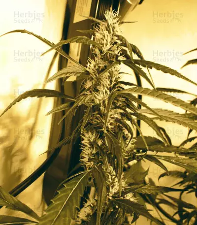 Black Widow cannabis strain