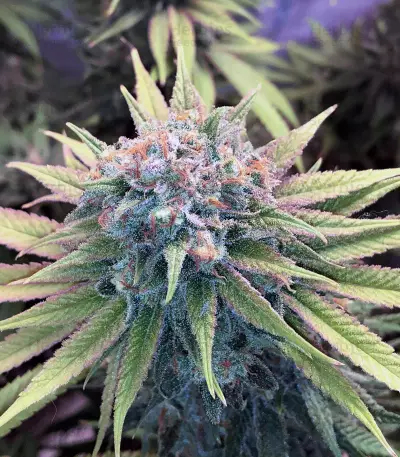 Semi femminizzati Blue Fire