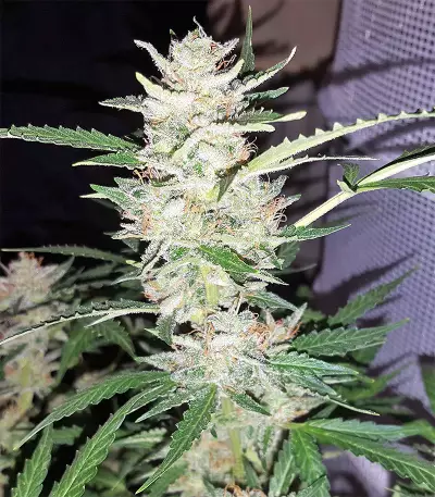 Blueberry Bud cannabis strain