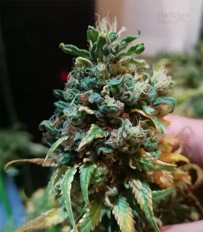 Blueberry OG strain