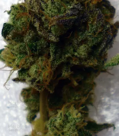 Brain Cake feminized seeds