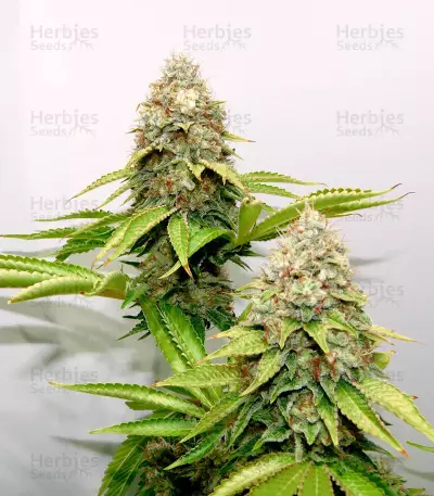 Bruce Banner #3 Fast strain