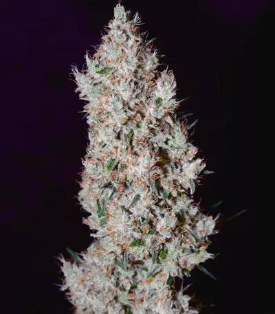 Buzz 'n' Smiles Super Lemon Haze (Big Head Seeds)