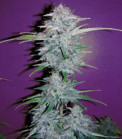 CBD Lemon Potion Auto Seeds