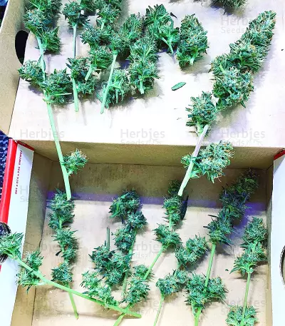 Cookies and Cream Strain