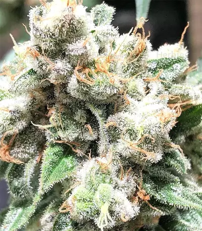 Critical Seeds
