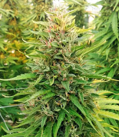 Early Bubba Hash Seeds