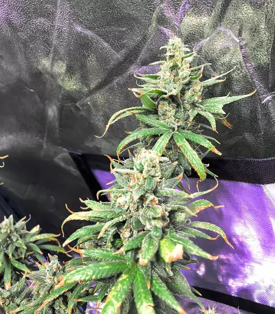 Four-Way Regular seeds