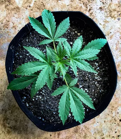 Girl Scout Cookies Auto (Semi Sensibili Originali)