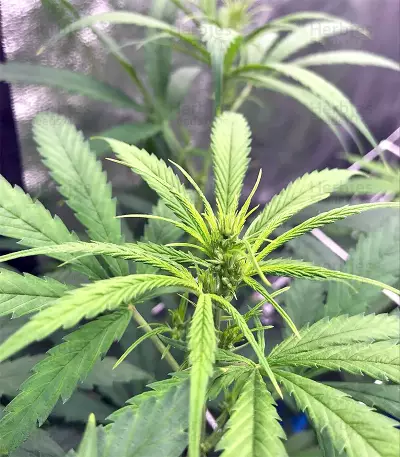 Graines de cannabis Green Haze x Malawi Regular (Ace Seeds)
