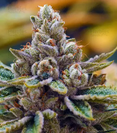 Semillas feminizadas Kosher Kush (Reserva Privada)