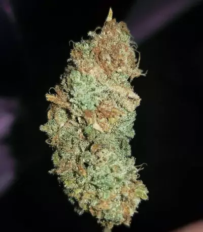 Graines de cannabis Kritikal Bilbo CBD (Genehtik Seeds)