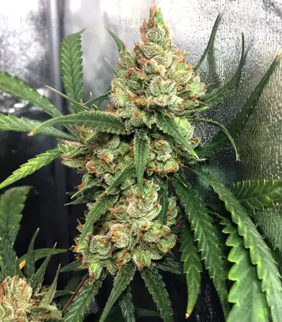 NL5 x Haze Seeds
