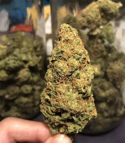 OG Kush Express Seeds