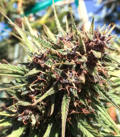 Pennywise regular (TGA Subcool Seeds / SubCool’s The Dank)
