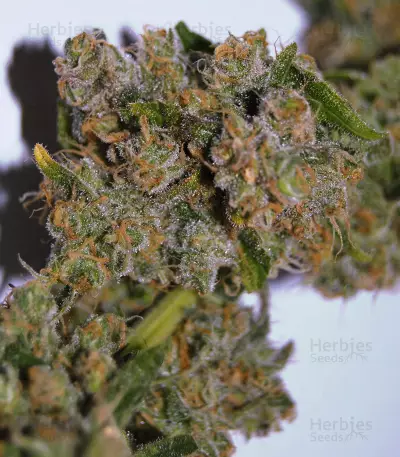 Pure Africa Seeds