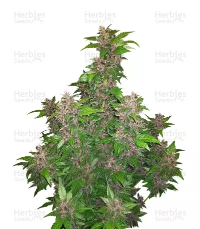 Graines de cannabis Purple Bud regular (Seedsman Seeds)