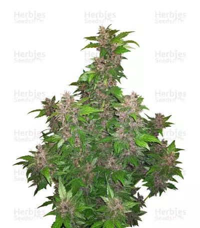 Buy Purple Bud regular cannabis strain