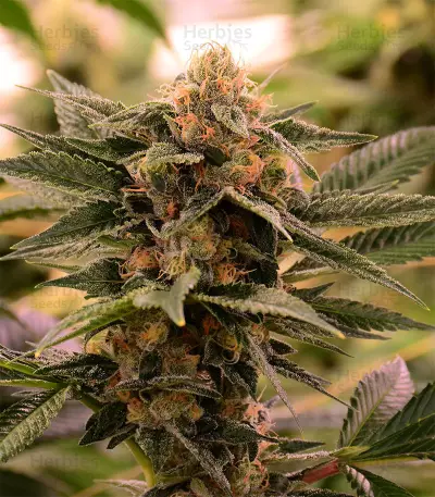 Purple Punch Seeds (Seedstockers)
