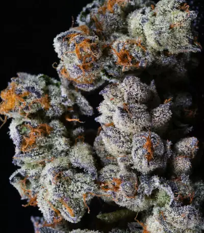 Purple Punch feminized seeds (Seedstockers)